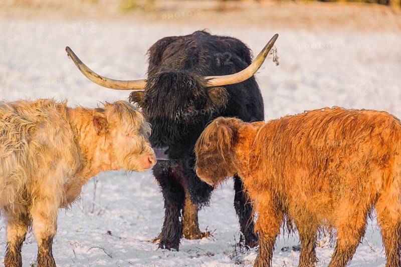 Two highland calves and a cow (Bos primigenius taurus) standing head to head in a snow-covered pasture