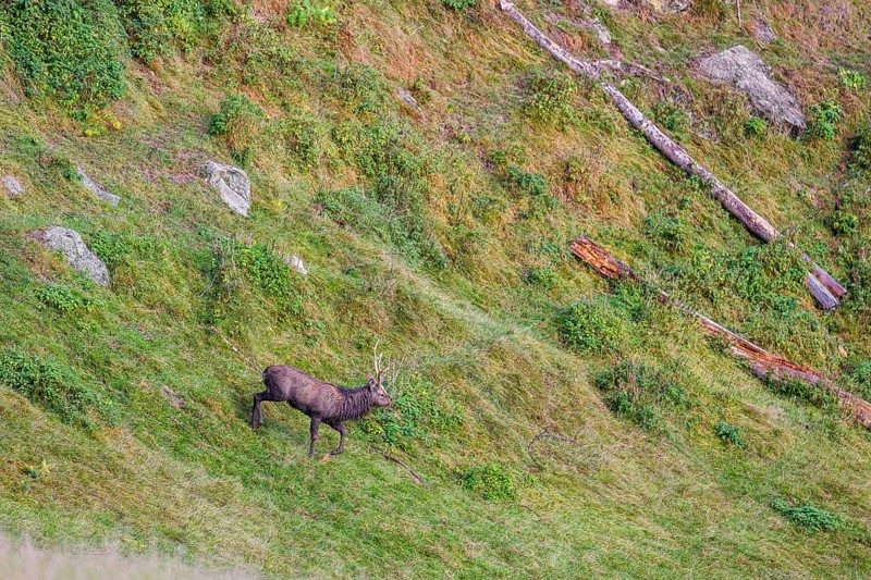 A male Japanese sika deer (Cervus nippon nippon) runs across a meadow down a steep slope