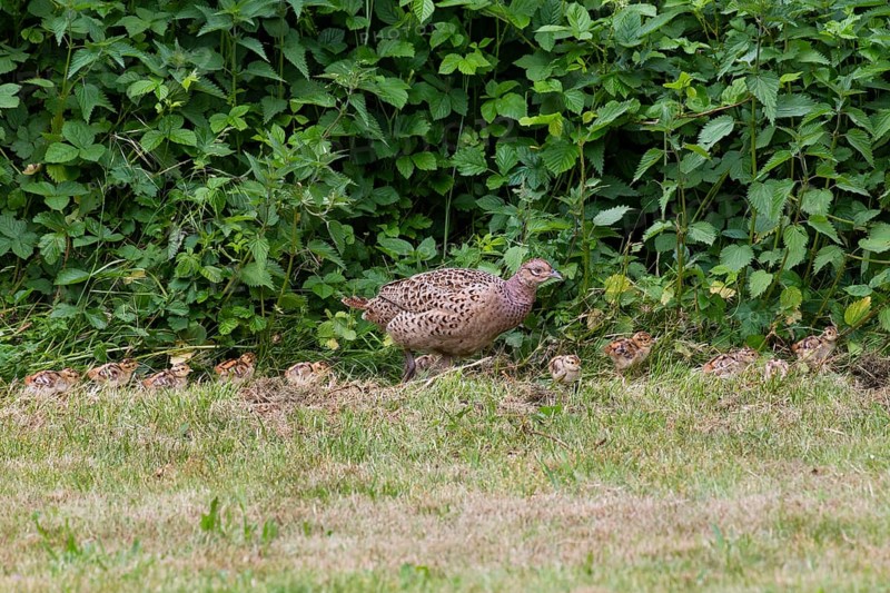 Common pheasant (Phasianus colchicus), Ring-necked pheasant, female bird, mother with young chicks walking along the edge of a field, Texel, Holland