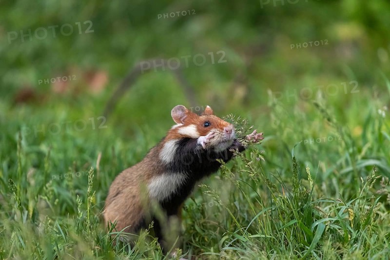 One European hamster (Cricetus cricetus), Eurasian hamster, black-bellied hamster or common hamster, standing tall in high grass, trying to get some food