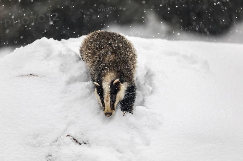 One young European badger (Meles meles) walking through deep snow during snow fall