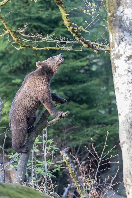 One young eurasian brown bear (Ursus arctos arctos) climbing up a vertical branch and tries to reach something. Green vegetation in the background