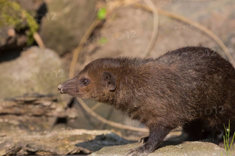 One common kusimanse (Crossarchus obscurus), also known as the long-nosed kusimanse, cusimanse or dwarf mongoose, walking over rocks in bright sunshine. Side view