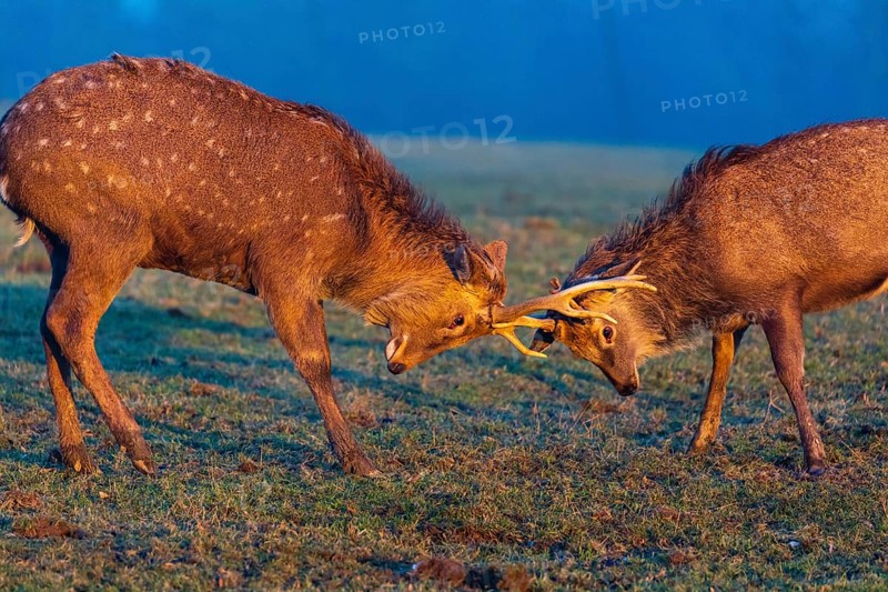 Two Dibowsky stags fighting on a meadow at sunrise, Cervus nippon hortulorum