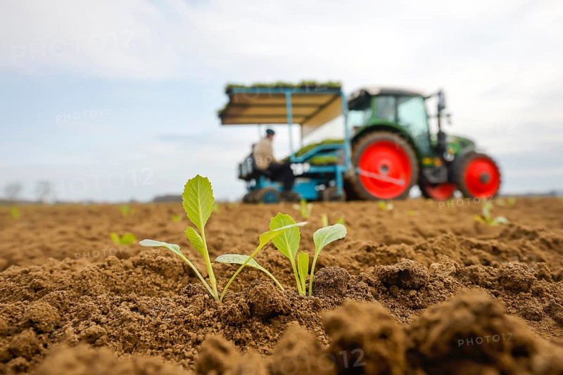 Welver, Soest district, Sauerland, North Rhine-Westphalia, Germany - Vegetable cultivation, field workers on a planting machine planting white cabbage plants in the freshly ploughed field