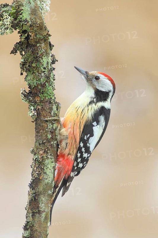 Middle Spotted Woodpecker (Dendrocopos medius), on a thin branch, Wildlife, Animals, Birds, Woodpeckers, Siegerland, North Rhine-Westphalia, Germany, Europe