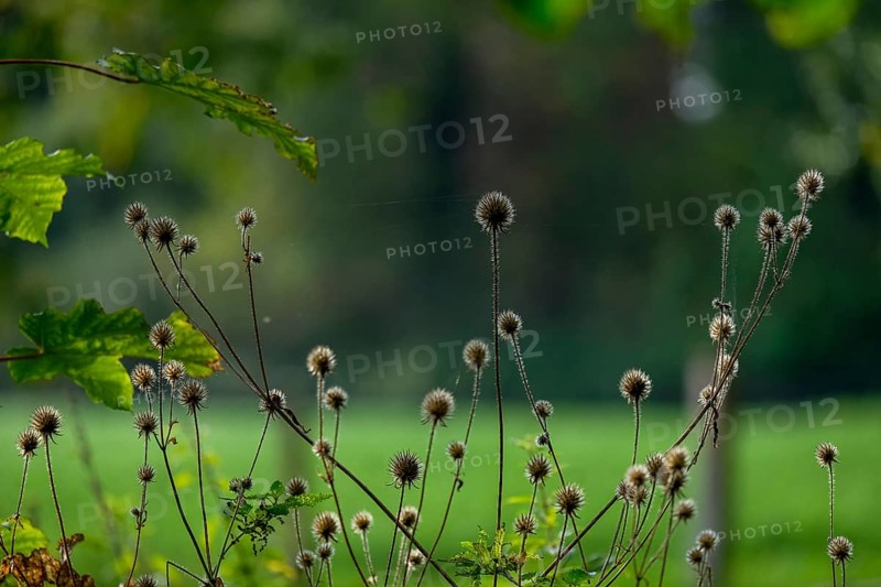 Dried burdock thistle (Carduus personata), Münsterland, North Rhine-Westphalia, Germany, Europe