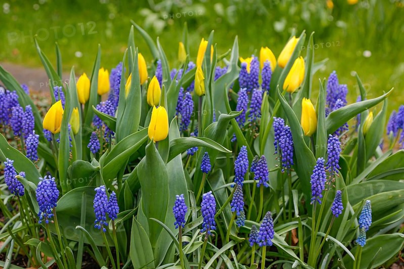 Gönningen tulip blossom, historic cemetery Gönningen, tulips (Tulipa), flowers, yellow blossoms, Grape Hyacinth (Muscari botryoides), spring bloomer, bulbous flower genus, old tradition, custom, tulip show, Tulip Sunday at the foot of the Swabian Alb, Gönningen, district of Reutlingen, Baden-Württemberg, Germany, Europe