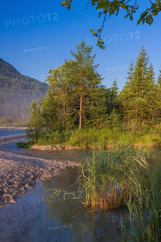 Isar valley nature conservancy area. The wild Isar river flows through its gravel bed past driftwood and entrained trees and bushes . Early morning