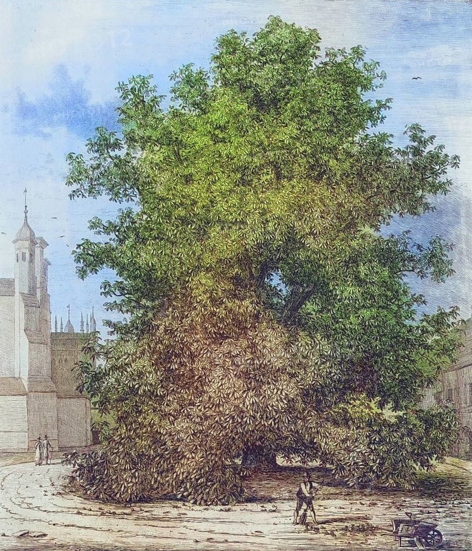 Famous old trees, The Horse Chestnut in Burleigh, England, Historical, digitally restored reproduction from a 19th century original, coloured, Record date not stated