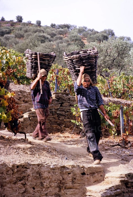 Eine Serie von Bildern über die Herstellung von Portwein in Portugal um 1960 - Männer tragen Körbe mit Trauben