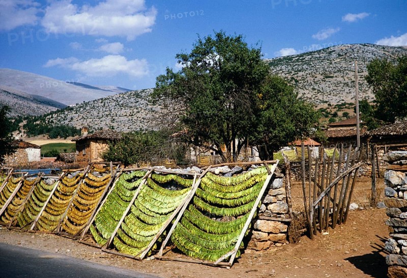 Tobacco leaves drying on racks in a rural area, Northern Greece 1964