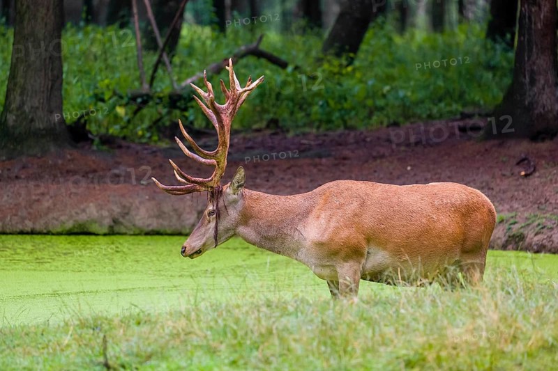 A red deer stag (Cervus elaphus) stands in a pond covered with duckweed