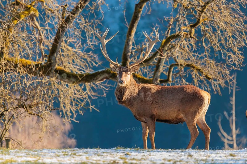A red deer stag (Cervus elaphus) stands in the first light of day on a meadow covered in hoar frost. A forest and a Pear Tree can be seen in the background