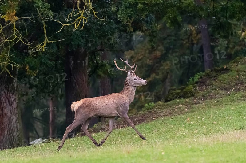 One young Red Deer stag (Cervus elaphus) runs uphill on a meadow at a forest edge