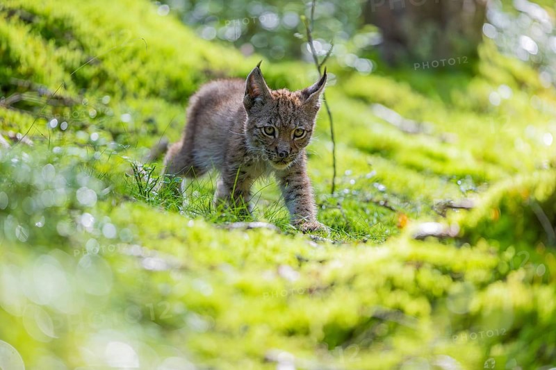 One young (10 weeks old) male Eurasian lynx, (Lynx lynx), walking over a mossy, wet forest floor. Backlit condition
