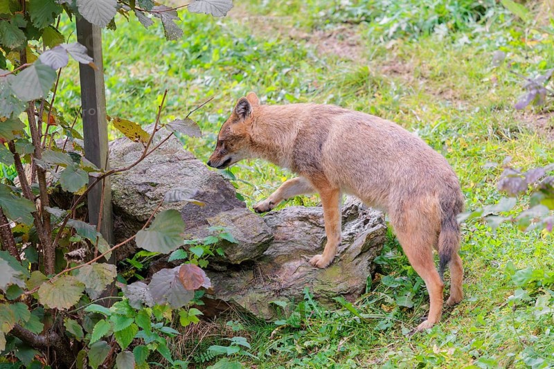 A golden jackal (Canis aureus) stands on a green meadow between bushes and rocks