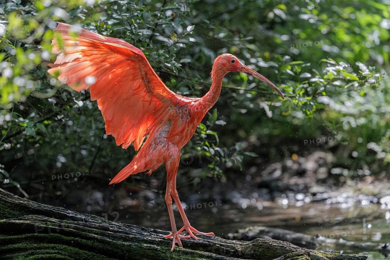 A scarlet ibis (Eudocimus ruber) stands on the riverbank and flaps its wings