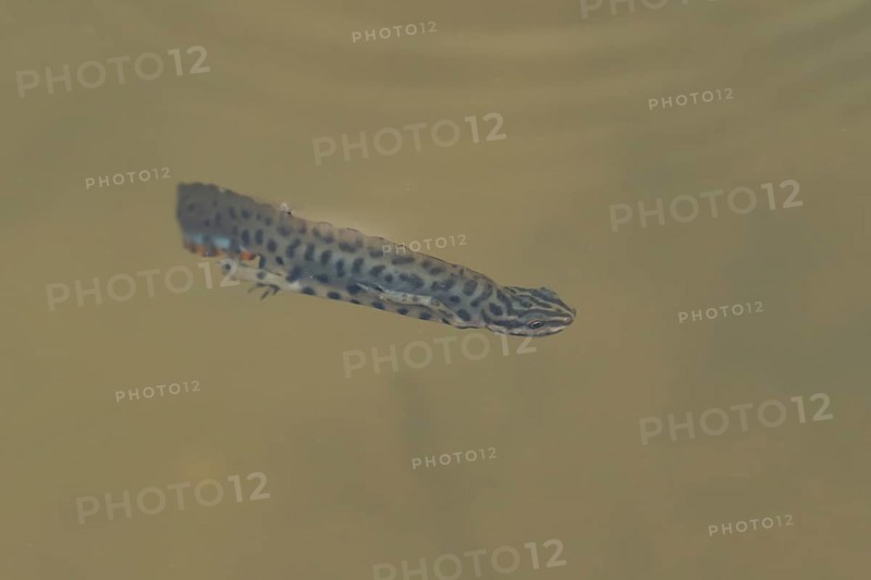 Smooth or Common newt (Lissotriton vulgaris) adult amphibian swimming in a pond, England, United Kingdom, Europe