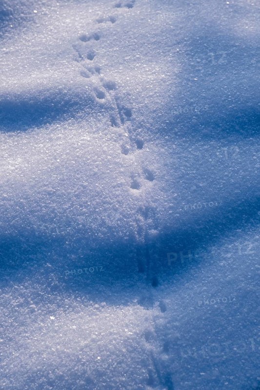 Animal tracks, mouse, tracks in the snow, Murnauer moss in winter, near Murnau, Upper Bavaria, Bavaria, Germany, Europe