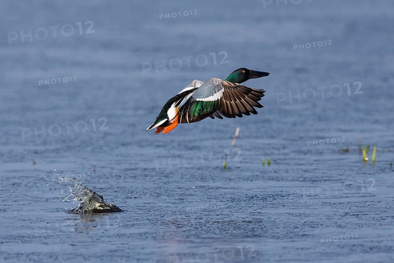 Northern Shoveler (Anas clypeata), male duck taking off in flight from lake, in display flight, island of Texel, Holland
