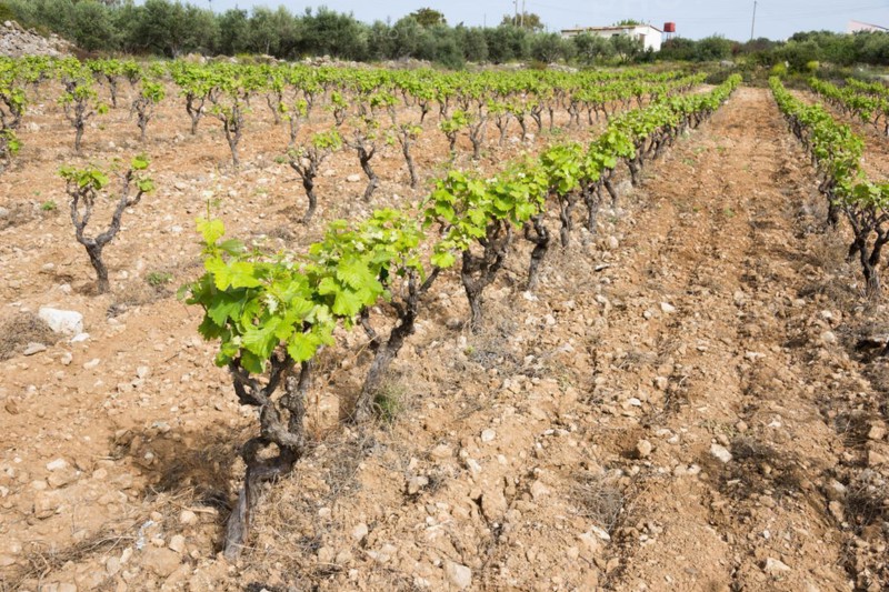 Rows of vines in a vineyard under a sunny sky, viticulture, Crete, Greece, Europe