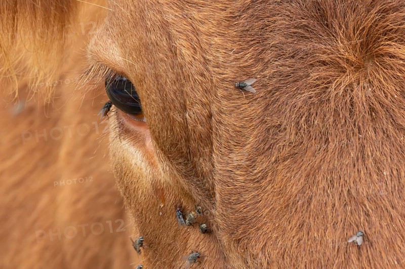 Domestic cattle or cow (Bos taurus) adult farm animal close up of its eye with flies around it, England, United Kingdom, Europe