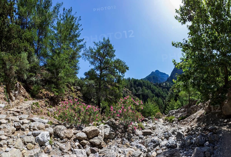 Oleander bush on the hiking trail through the Samaria Gorge, south coast, Crete, Greece, Europe
