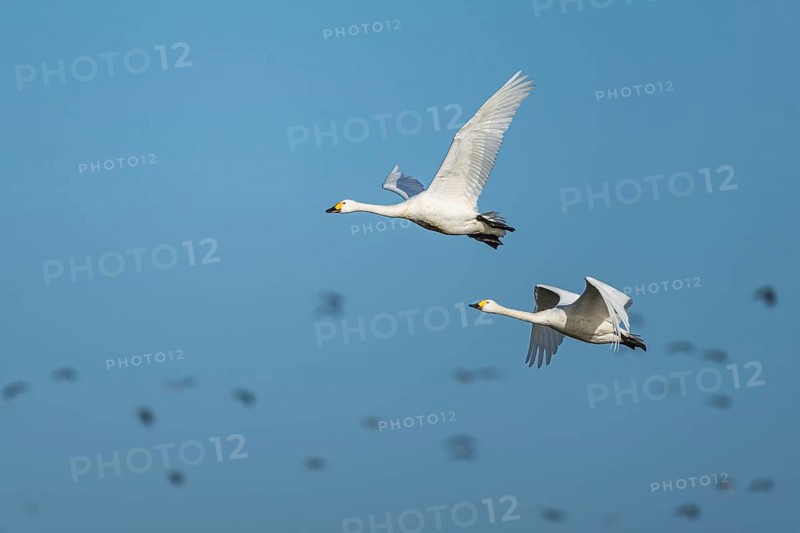Tundra Swan, Bewick's Swan, Cygnus columbianus in flight at winter in Slimbridge, England, United Kingdom, Europe