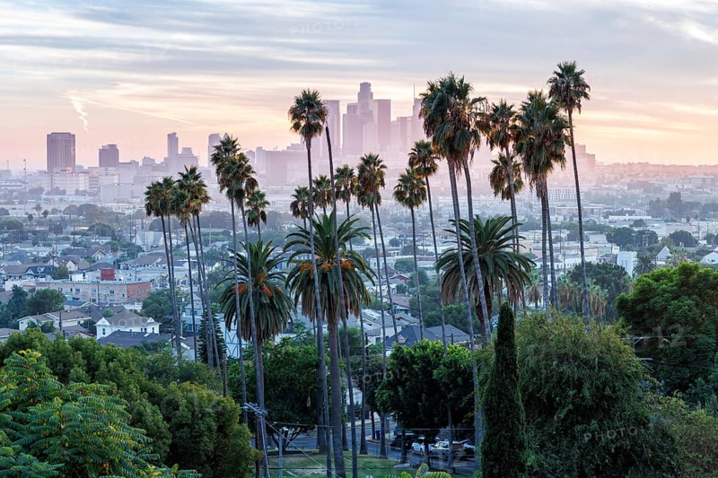 Los Angeles skyline with palm trees and downtown at sunset in California in Los Angeles, USA, North America