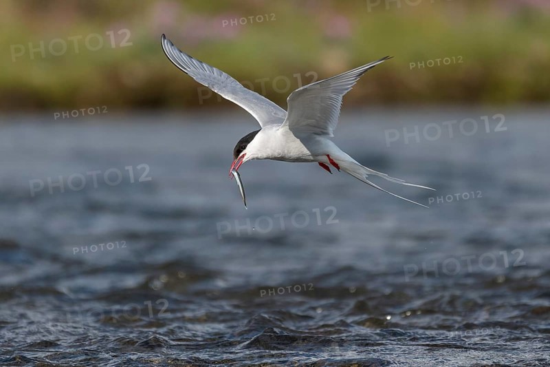 Arctic tern (Sterna paradisaea) with sandeel in its beak, in flight while fishing over a river, Iceland, Europe