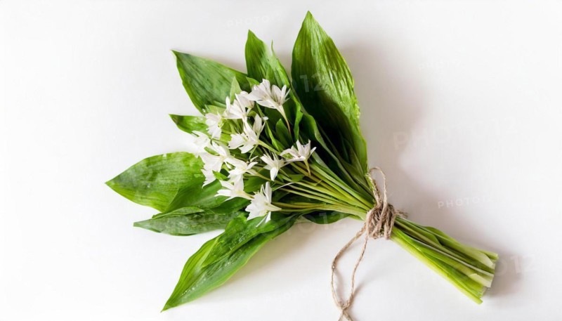 Wild garlic bundle with flowers on a white background, spring-like radiance, wild garlic, Allium ursinum, KI generated, AI generated