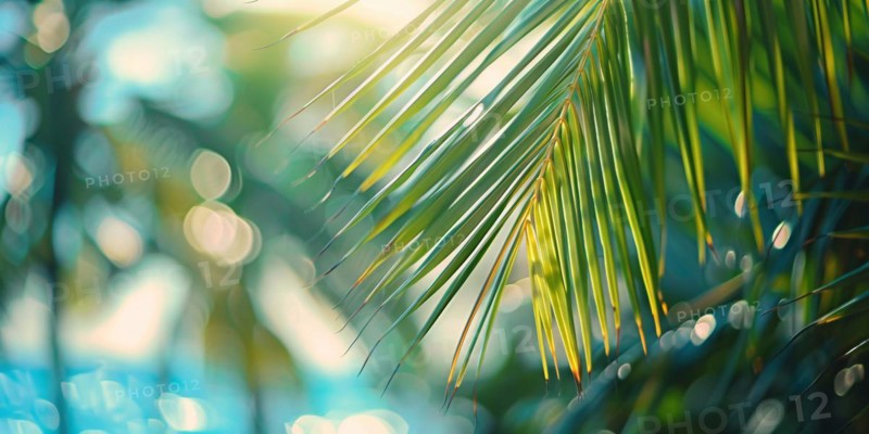 Tropical palm tree leaf with blurry ocean in background. KI generiert, generiert KI generiert, generiert AI generated