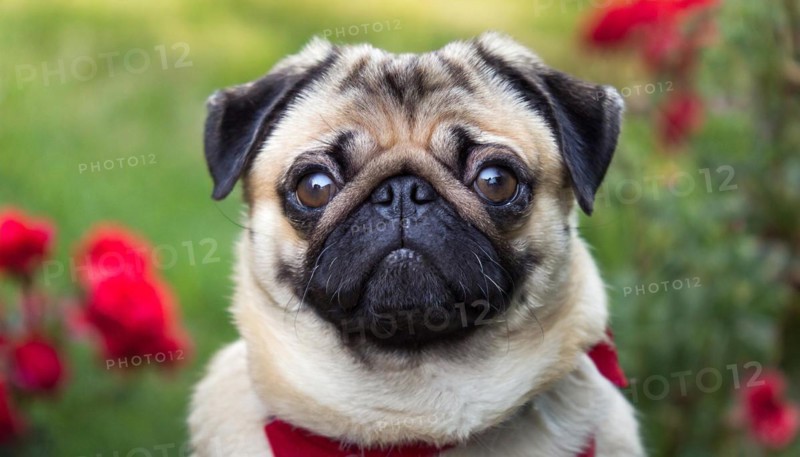 Pets, dog, pug, English dog breed, AI-generated, AI generated