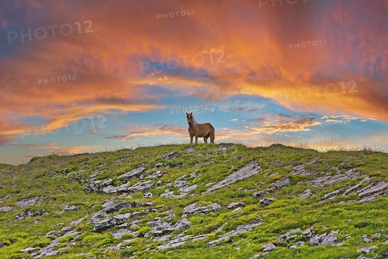 Haflinger, Ebbs, Tyrol, Austria, Europe, KI generated, Europe