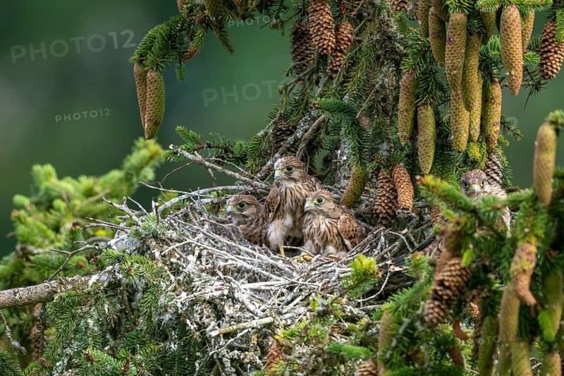 Common kestrel (Falco tinnunculus), young birds not yet ready to fly in the nest, Rhineland-Palatinate, Germany, Europe