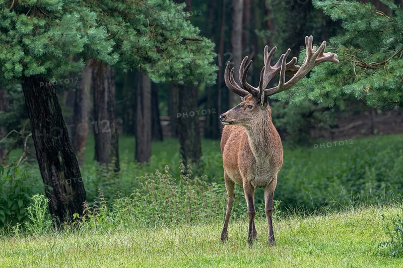 Red deer (Cervus elaphus) stag at forest edge with antlers covered in velvet in late spring