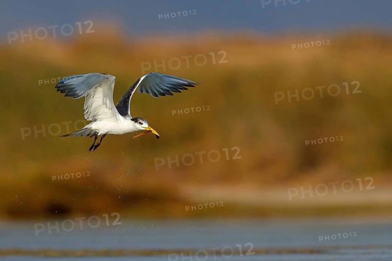Caspian Tern, flight photo, (Thalasseus bergii), East Khawr / Khawr Ad Dahariz, Salalah, Dhofar, Oman, Asia