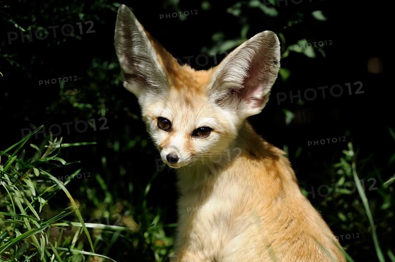 A fennec in the shade with strikingly large ears and light-coloured fur in a natural environment, fennec (Vulpes zerda), captive
