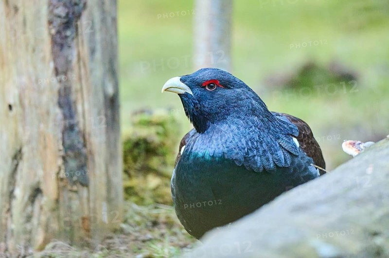 Western capercaillie (Tetrao urogallus) male (cock) standing on the ground at the edge of a foest, Bavaria, Germany, Europe