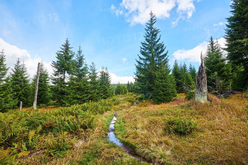Vegetation with Norway spruce (Picea abies), colored European blueberry (Vaccinium myrtillus) and male fern (Dryopteris filix-mas) on Mount Lusen in late summer, Bavarian Forest, Bavaria, Germany, Europe