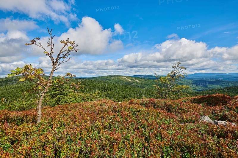 Vegetation with Norway spruce (Picea abies) and colored European blueberry (Vaccinium myrtillus) on Mount Lusen in late summer, Bavarian Forest, Bavaria, Germany, Europe