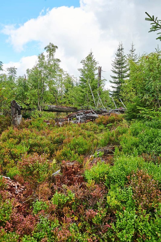 Vegetation with Norway spruce (Picea abies) and colored European blueberry (Vaccinium myrtillus) on Mount Lusen in late summer, Bavarian Forest, Bavaria, Germany, Europe