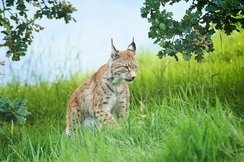 Eurasian lynx (Lynx lynx) walking through the grass, Wildpark Aurach, Kitzbühl, Tirol, Austria, Europe