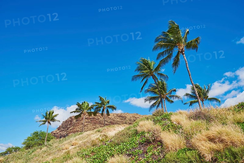 Palm trees at Kahe Point Beach Park, Hawaiian Island Oahu, O?ahu, Hawaii, Aloha State, United States, North America