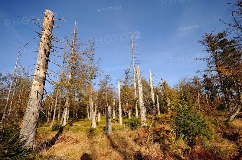 View of dead trees with shade and blue sky, Lusen, Bavarian Forest National Park