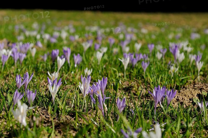 A wide field of purple and white crocuses in a meadow, lily of the valley (Convallaria majalis), Bavaria