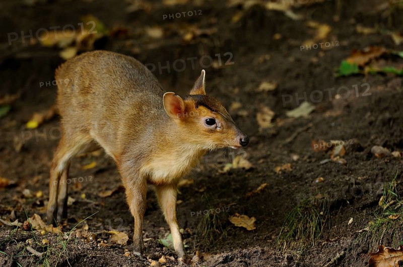 A young muntjac stands at attention on a forest floor with fallen leaves, Chinese muntjac (Muntiacus reevesi), captive