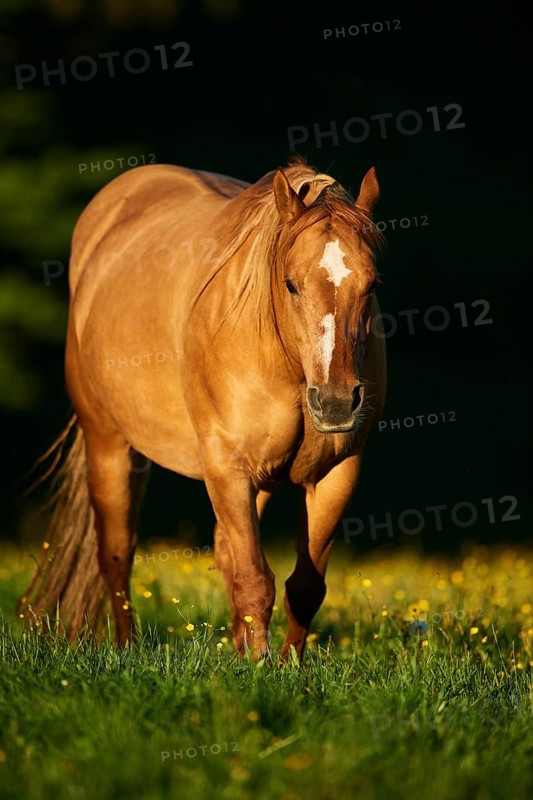 American Quarter Horse on a meadow, Bavaria, Germany, Europe