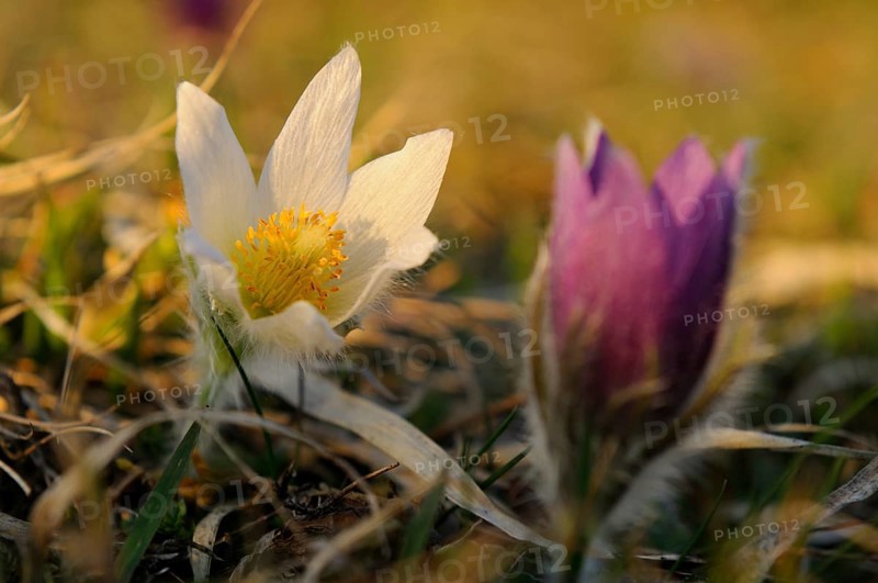 White Pasque flower with purple bud in a spring-like blurred effect, Pasque flower (Pulsatilla vulgaris), Upper Palatinate